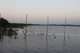 湖畔暮色中的水鸟与木桩