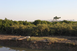 河岸绿植与远处飞鸟景观