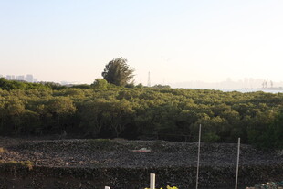 田野风光中的孤树