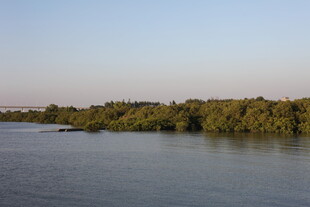 河畔绿树环绕的宁静水域