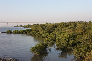 河畔茂密绿植景观