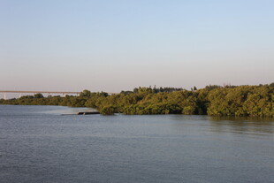 宁静红树林风光