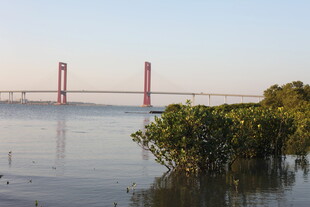 江边大桥与岸边绿植景观