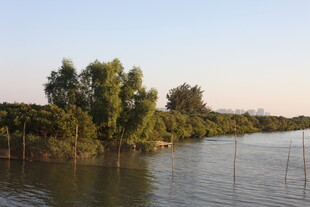 河畔绿树成荫的宁静风光