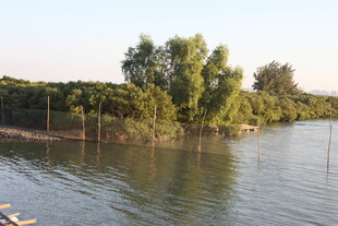 宁静河畔绿树环绕的风光