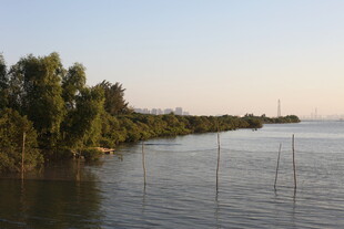 河畔树林与水中栅栏景观