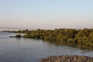 河畔红树林景观