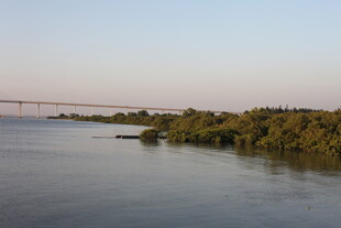 红树林风光远处桥梁与绿植