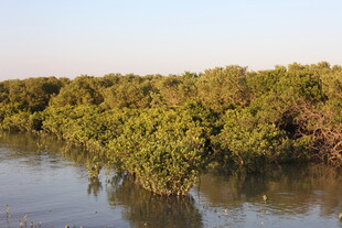 河畔茂密红树林景观