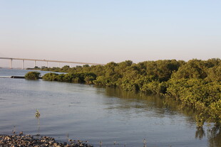 红树林成荫的宁静风光