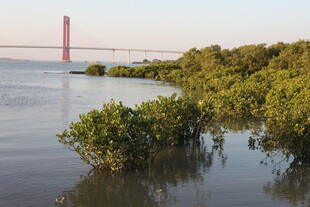 河畔红树林与远处桥梁景观