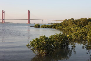 河畔桥梁与葱郁植被景观