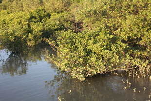 河畔绿植倒映水中美景