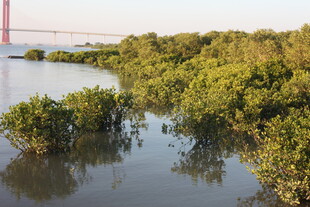 红树林与远处桥梁景观
