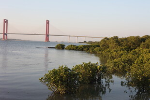 海边桥梁与岸边绿植景观