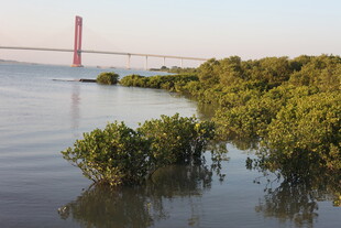 河畔红树林与远处桥梁景观