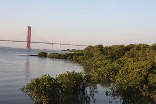 近景绿植与远景跨海大桥