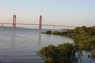 跨海大桥与岸边绿植景观