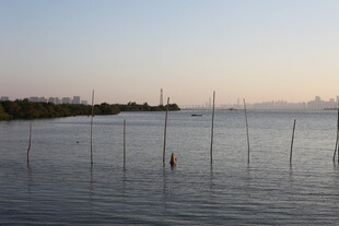 黄昏下的水域与林立木桩