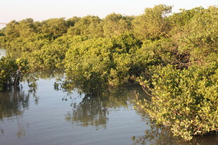 河畔茂密红树林景观