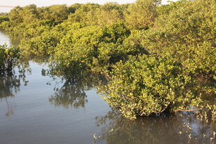 河畔茂密红树林景观