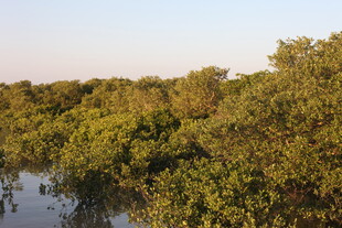 河畔茂密树林景观