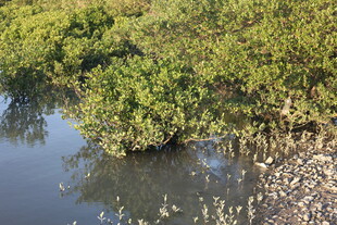 水边繁茂绿植与倒影景观