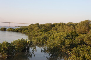 河畔茂密树林景观