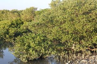 河畔茂密红树林景观