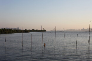 海边暮色中的林立渔桩