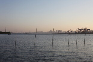 海上林立的养殖桩架