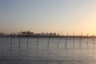 夕阳下的水域与林立桩架