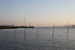 海边暮色中的林立木桩