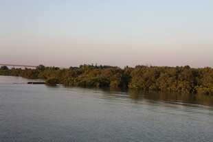 河畔绿树成荫的宁静风光