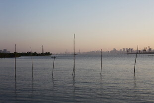 海边暮色中的林立木桩