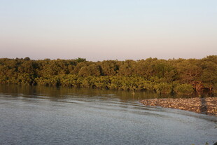 河畔葱郁树林的宁静风光