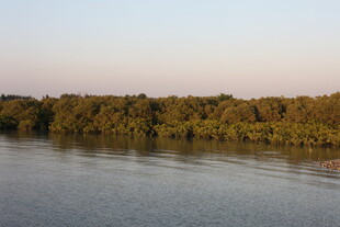 河畔树林红树林