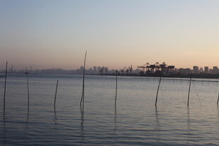 海边暮色中的林立木桩