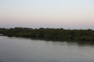 河畔绿树成荫的宁静景象