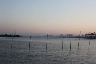 海边暮色中的林立木桩