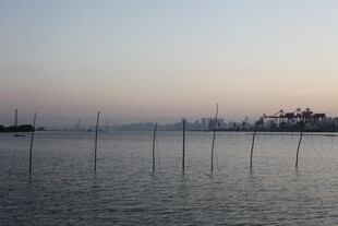 海上林立的养殖桩柱