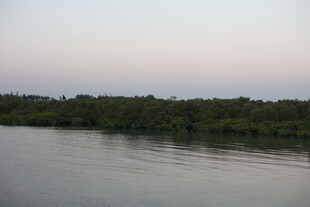 河畔绿植与平静水面景观