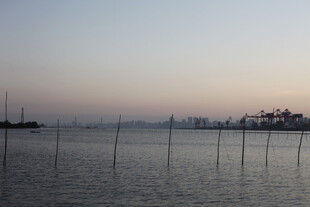 海边暮色中的林立木桩