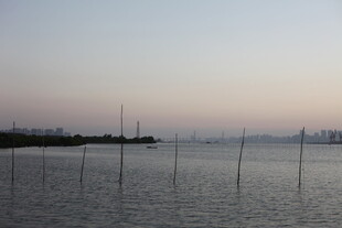 海边暮色中的林立竹竿