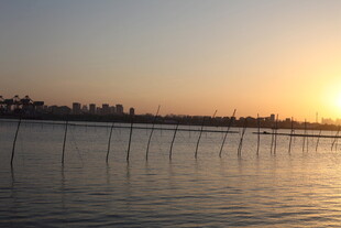 夕阳下的水面与林立木桩
