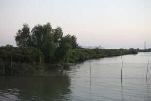 河畔绿树环绕的宁静水域