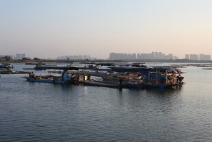 海港停泊船只景象