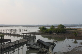 湿地栈桥旁的静谧景象