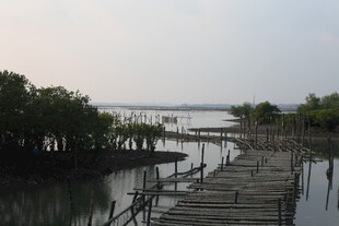 水上木栈道与岸边红树林