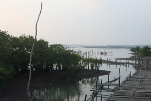 海边木栈道旁的红树林景观